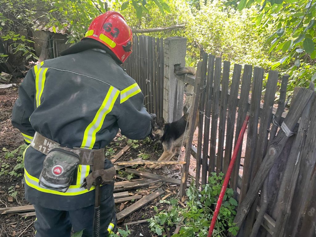 Рятувальники Донеччини врятували собаку, який застряг в паркані та не міг вибратись без сторонньої допомоги