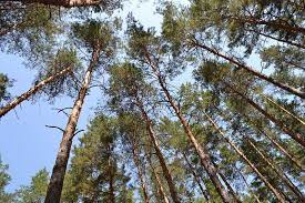 На Донеччині офіційно заборонили відвідування лісових масивів