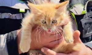 Газовики Донеччини нагадують: не забувайте своїх домашніх улюбленців під час евакуації