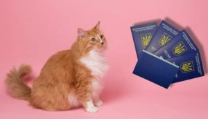 Документи, умови та вартість: як в Україні оформити паспорт для кота