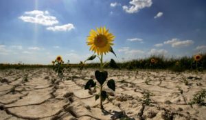 Всесвітня метеорологічна організація заявила про початок фази Ель-Ніньо: чого чекати