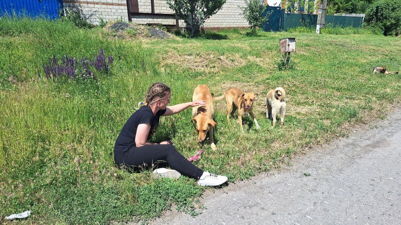 У Святогірську та Лимані стерилізували та вакцинували безпритульних і домашніх тварин (фото)