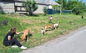 У Святогірську знайшли варіант зменшення популяції безпритульних тварин