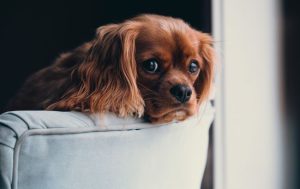 Як подбати про домашніх улюбленців у разі ядерного вибуху: інструкція