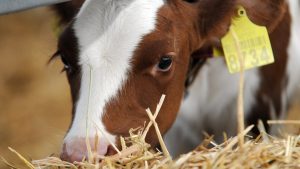 У Добропіллі на Донеччині ввели карантин через випадок сказу