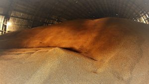 П’ять держав ЄС хочуть продовжити заборону на імпорт українського зерна