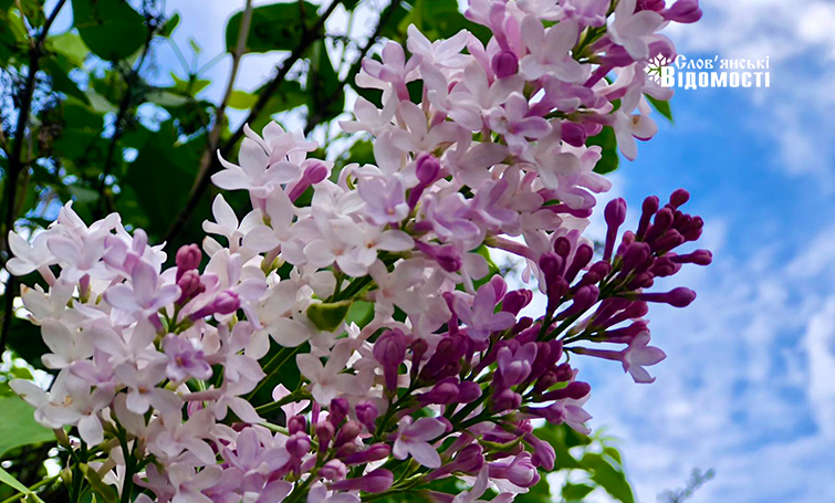 На Донеччині наприкінці літа зацвів бузок. Фотофакт