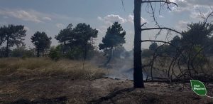 Знищені та постраждалі ліси на сході країни готують до відновлення