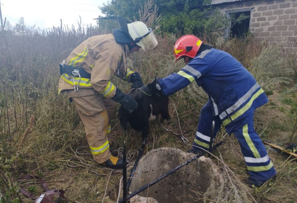 Рятувальники витягли з колодязя кіз