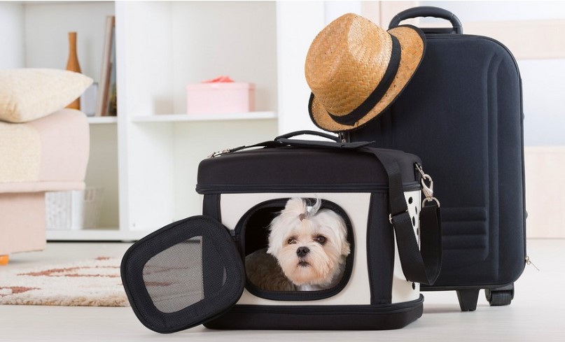 Німеччина змінила правила ввезення домашніх тварин для українців