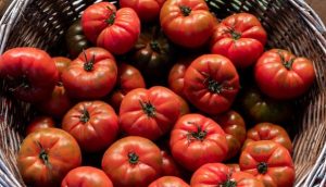 Будуть готові за 3 години: найшвидший рецепт маринованих помідорів