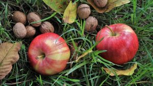 Горіховий Спас 2023 року: традиції та заборони