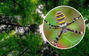 В Україні з’явилися нові небезпечні види комах: як вони виглядають та чому тут оселилися