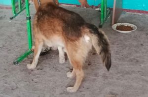 Жителі Богородичного отримали медичні консультації та ліки завдяки волонтеру, який привіз корм для тварин