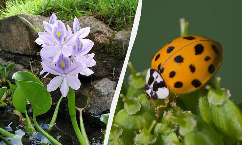 Вчені вдарили на сполох: небезпечні види тварин і рослин активно ширяться світом