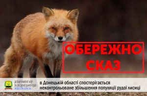 В Донецькій області спостерігається неконтрольоване збільшення популяції рудої лисиці