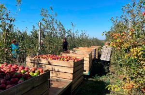 В «Садах Донбасу» йде збір яблук