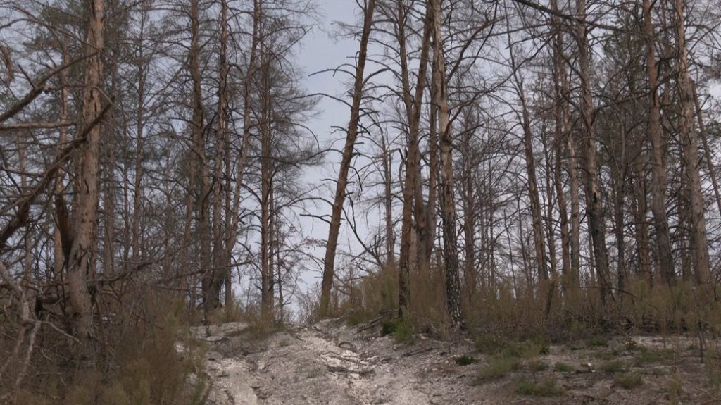 “Суцільне згарище. Десь би дерево лишилось”. Чи є шанс відродити унікальні сосни, що росли лише на Донеччині