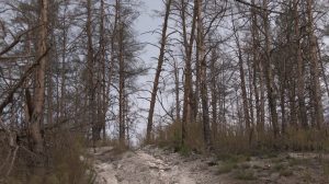 “Суцільне згарище. Десь би дерево лишилось”. Чи є шанс відродити унікальні сосни, що росли лише на Донеччині