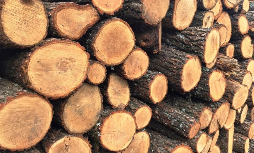 Верещук розповіла, мешканці яких областей можуть безкоштовно отримати дрова на зиму