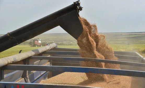 З окупованої частини Донеччини вивезли у Росію більше половини всього врожаю зерна (цифри)