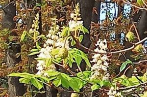 У Слов’янську знову цвітуть каштани. Фотофакт