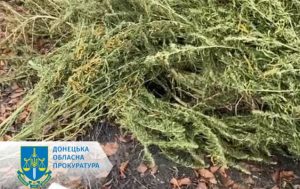 Зібрав майже 29 кг канабісу – до 5 років ув’язнення засуджено жителя Краматорського району