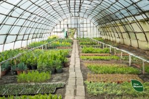 Філії Східного лісового офісу розпочали осінню лісокультурну кампанію