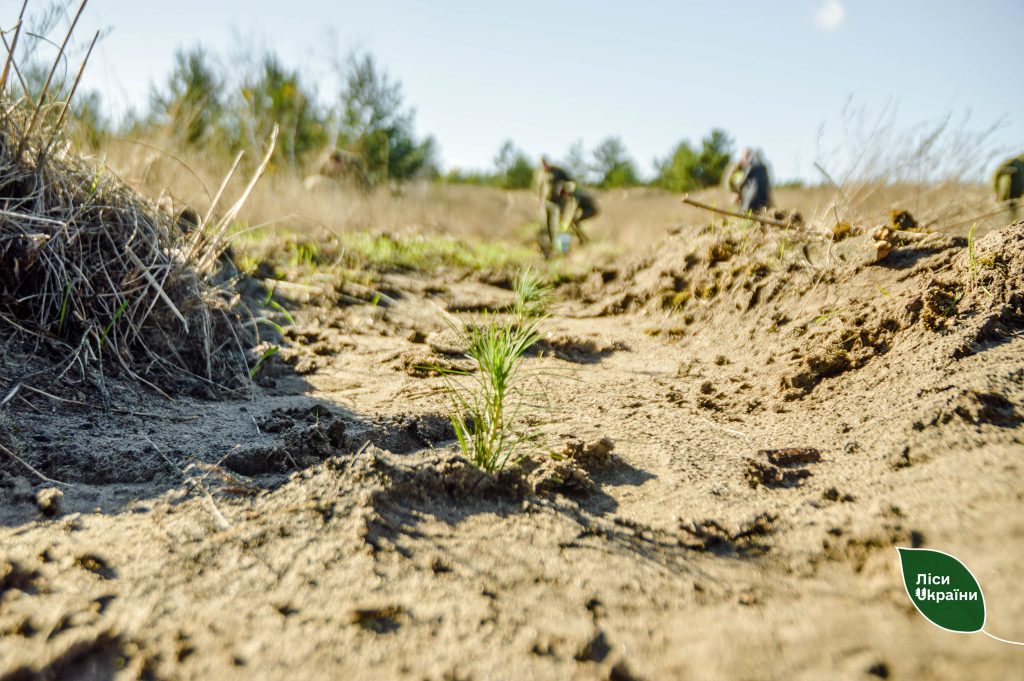 Пам’яті загиблих захисників у філіях Східного лісового офісу висадили новий ліс