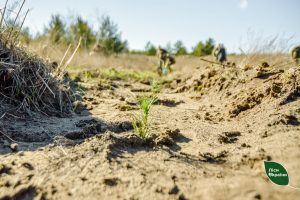Пам’яті загиблих захисників у філіях Східного лісового офісу висадили новий ліс