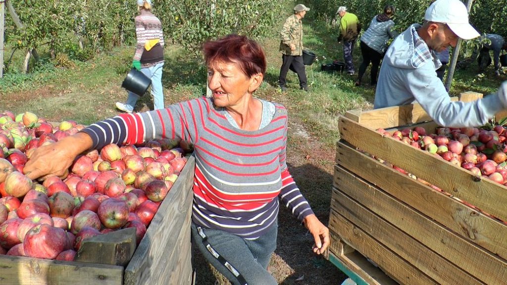“Поки сади є — робимо”. Як під обстрілами працює агрофірма на Донеччині та чому врожай зберуть з чверті яблуневих садів