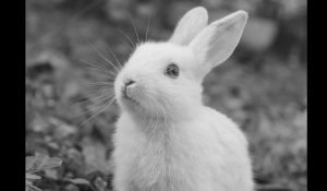 Сталося вбивство: у Фельдман Екопарку невідомі потруїли миш’яком всіх тварин контактної зони