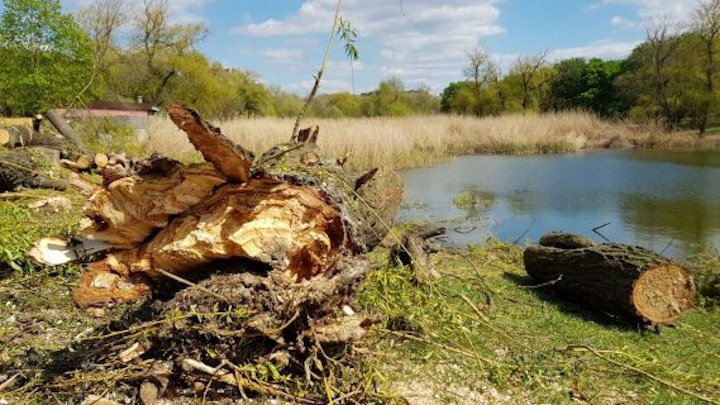 Чекали поки качечки підростуть та рахували кошти: в Ювілейному парку Краматорська спускають ставок
