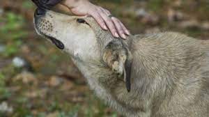 У деокупованих селах Святогірської громади простерилізують безхатніх тварин