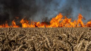 Яка сума збитків через забруднення повітря внаслідок пожеж на родючих землях Донеччини після обстрілів РФ