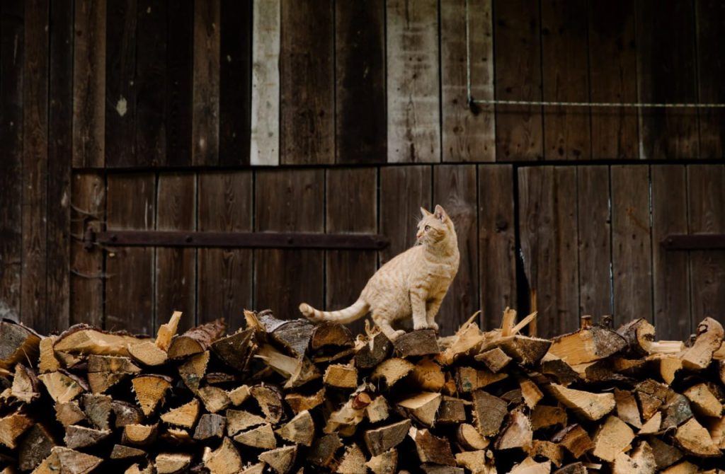 По три куба на родину: з бюджету Лимана виділять гроші на закупівлю дров