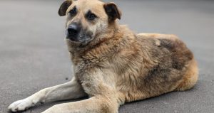 У Словʼянську розпочинається стерилізація безпритульних собак