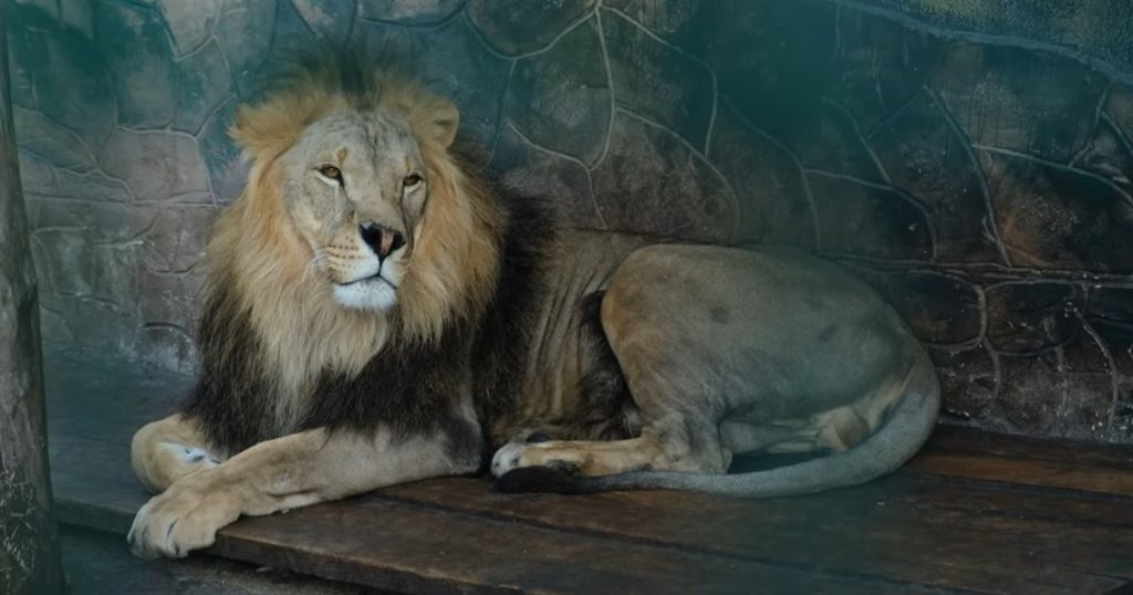 На Донеччині розташований останній зоопарк Донбасу. Там живуть близько 300 видів тварин