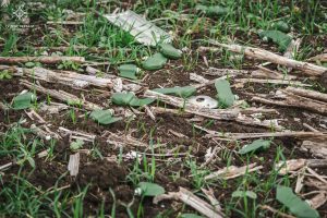 Служба порятунку нагадує, що на території Донецької області діє заборона на відвідування лісових масивів