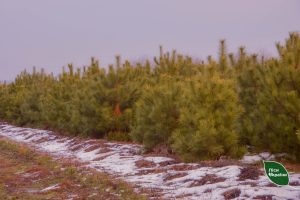 У філіях Східного лісового офісу посилили охорону хвойних насаджень напередодні новорічних свят