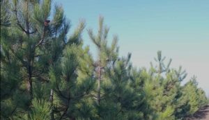 Слов’янський лісгосп розпочинає продаж ялинок: ціна, контактні телефони