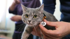 В Україні запустять Єдиний державний реєстр домашніх тварин