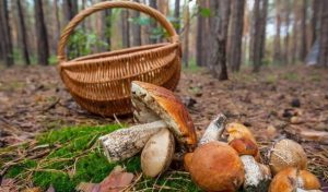 В 14 областях заборонено ходити в ліс: перелік