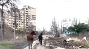 Неймовірна історія з Авдіївки: «білі янголи» та волонтери евакуювали двох коней