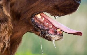 У Донецькій області у 2023 році ускладнюється ситуація із поширенням сказу серед тварин