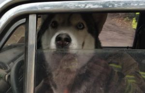 Рятувальники Донеччини врятували собаку