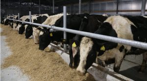 На фермах Донеччини, Харківщини та Херсонщини зростає поголів’я ВРХ