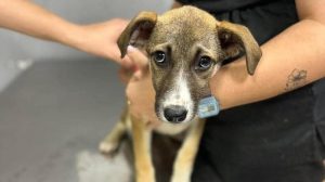 Фасолька, яку зґвалтували: зоозахисники рятують цуценя зі Словʼянська