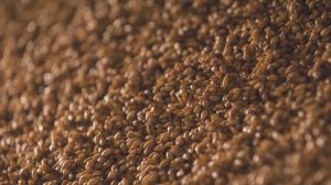 росіяни вивезли з окупованих регіонів України зерна на 1 млрд доларів