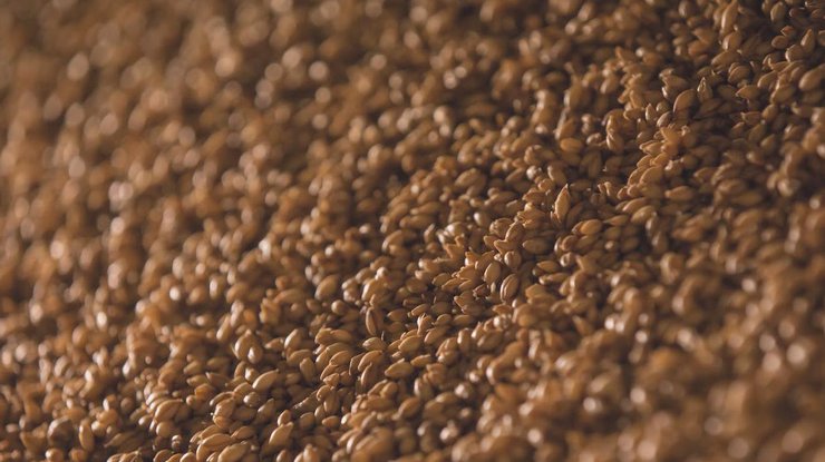 росіяни вивезли з окупованих регіонів України зерна на 1 млрд доларів